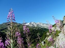 Picture of the purple flowers on a rock