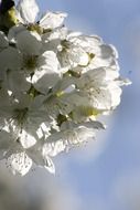 White cherry flowers are blossoming