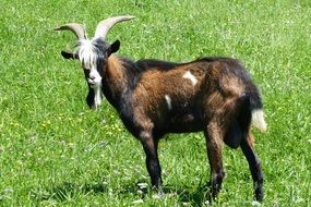 horned billy goat