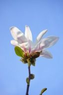 white magnolia blossom bloom sky view