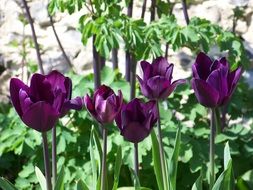 Picture of purple tulips in a garden