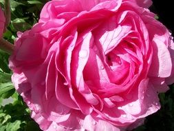 lush pink garden rose