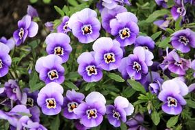 purple pansy flowers