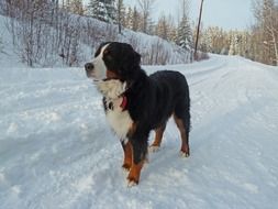 mountain dog waiting