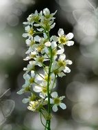 bird cherry blossom