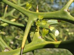 Close-up of the beautiful poncirus trifoliata plants