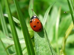 breathtaking ladybug