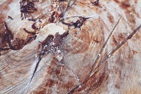 wood cross section