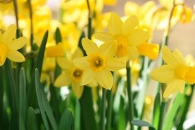 yellow daffodils spring flowers