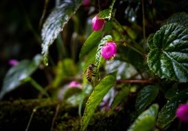 bee on a green leaf of a plant
