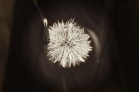 white dandelion flower in the dark