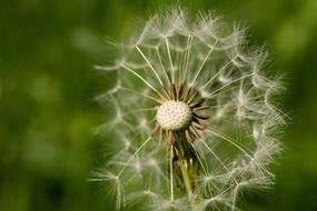 dandelion seeds blossom macro recording