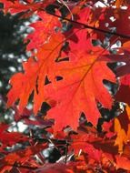 red oak leaves at autumn forest