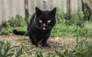 black cat pink tongue