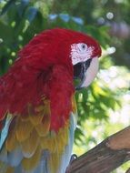 colorful macaw parrot