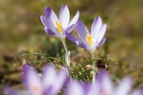 Tender blue crocuses close-up