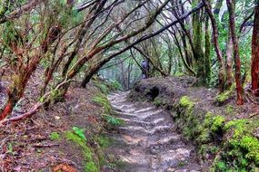 colorful jungle landscape with tenerife trees