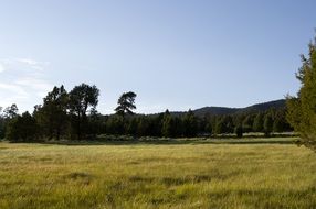 landscape of meadow alpine field and forest