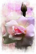 Beautiful rose flower with raindrops