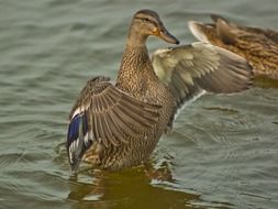 duck takes off above the water