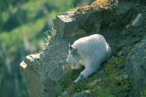 white goat lies on a rock