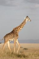 giraffe walking aside in wild, south africa, serengeti