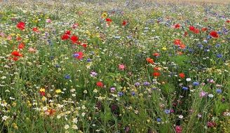 Beautiful colorful wild flowers in summer