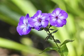 three purple flowers on the stem