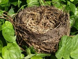 empty birdâs nest