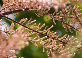 Tamarisk tree branch with pink flowers