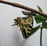 swallowtail butterfly on a stick