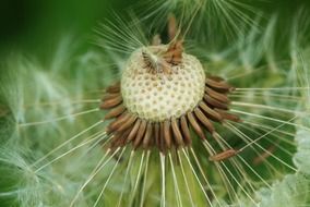 brown dandelion seeds