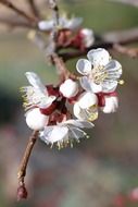 Cherry flowers blossom on the tree