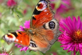 Beautiful colorful peacock butterfly on the flowers on the meadow in summer