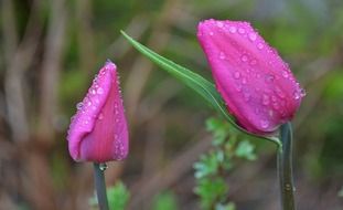 Two pink tulips in drops of water