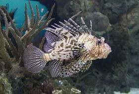 lion fish is a tropical fish