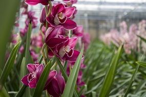 Beautiful colorful orchids in nature