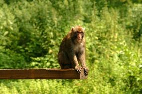 macaca fuscata, monkey sits on wooden bar at greenery
