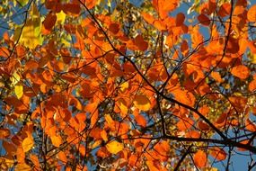 leaves in autumn colors in sunny day