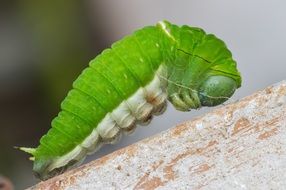 green caterpillar in wildlife