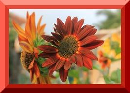 velvet sunflower in red frame