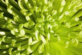 chrysanthemum plant green