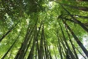 bamboo forest in Japan