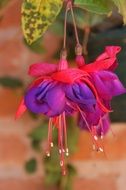 pink purple fuchsia
