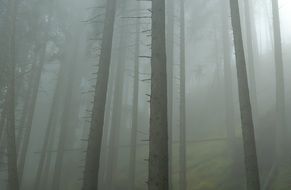 mystical foggy morning in the forest