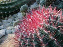 cactus with red spines close up