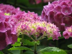 closeup photo of Pink hydrangea flowers blossom