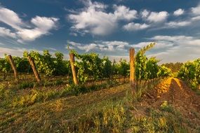 Landscape with the wine in Tuscany