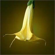 yellow brugmansia trumpet flower macro