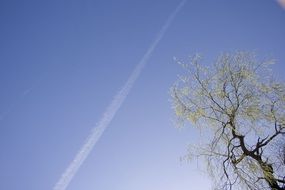 contrail and tree top in blue sky